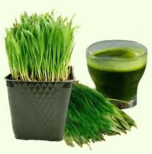 Can Wheatgrass Turn Grey Hair Back To Its Natural Colour?